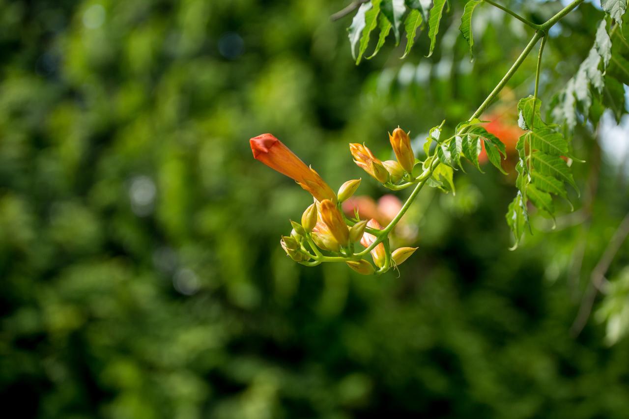 Pensjonat Quinta De Lourosa Lousada Zewnętrze zdjęcie