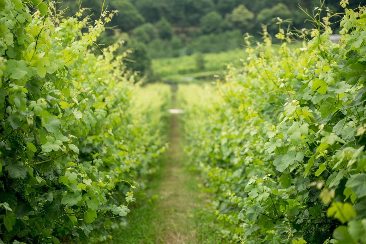 Pensjonat Quinta De Lourosa Lousada Zewnętrze zdjęcie