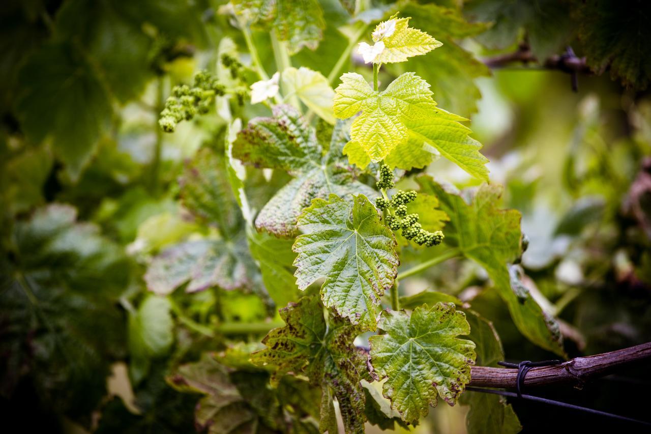 Pensjonat Quinta De Lourosa Lousada Zewnętrze zdjęcie