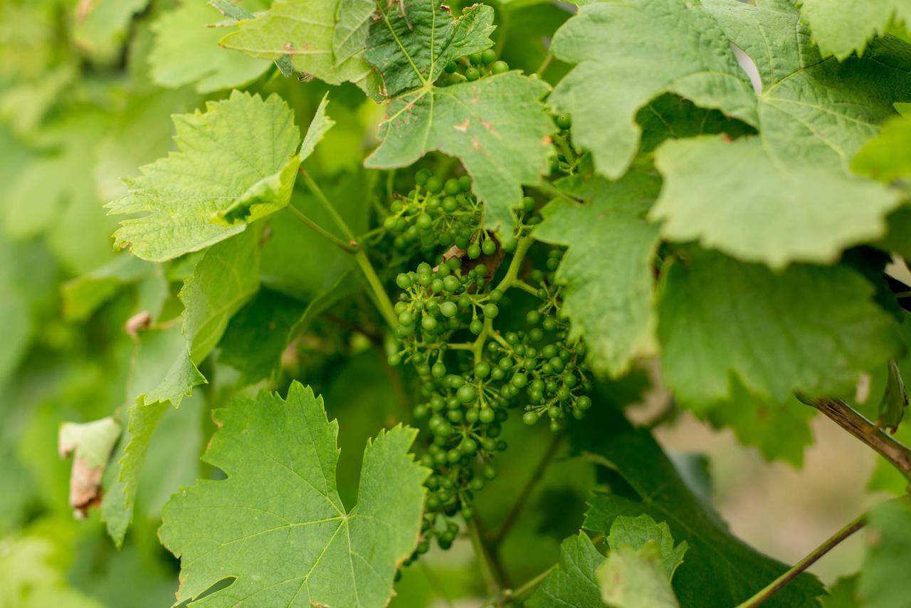 Pensjonat Quinta De Lourosa Lousada Zewnętrze zdjęcie